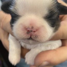 Shih Tzu Puppies from Willow Lane Shih Tzus
