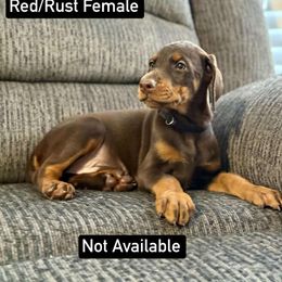 Girl 1 - Red and rust female Doberman Pinscher puppy in Lake City, Florida from Paintedcrazy Doberman Pinchers