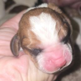 Tubi - Mahogany and white male Basset Hound puppy in Pollock, Missouri from Northstar