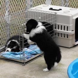 Border Collie Puppies from Top Notch Border Collies