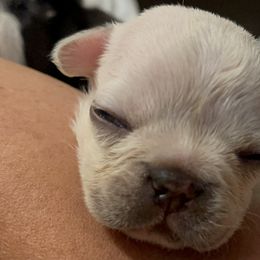 French Bulldog and Labrador Retriever Puppies from Desiree Ortiz's French Bull Dogs and Labrador Retrievers