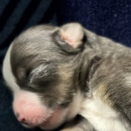 Miniature Australian Shepherds from Double H Aussies