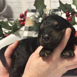 Batista - Phantom male Goldendoodle puppy in Prosperity, Pennsylvania from Stelladoodles & Company