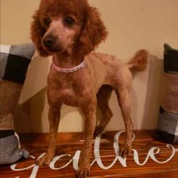 Fiona - Poodle