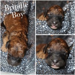 Brindle boy - Brown male Whoodle puppy in Smallett, Missouri from Leshas Whoodles