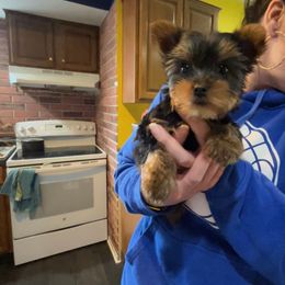 Rottweiler and Yorkshire Terrier Puppies from Superior Family Kennels