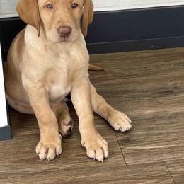 Labrador Retriever Puppies from Branley's Riverside Labradors