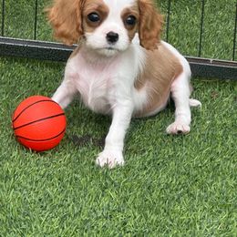 Bacon - Blenheim male Cavalier King Charles Spaniel puppy in Las Vegas, Nevada from Heaven Sent Cavaliers