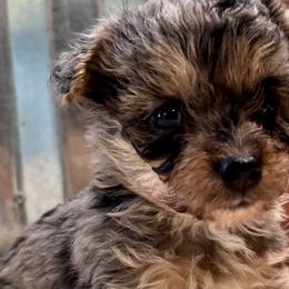 Hazel - Merle Yorkipoo puppy in Canton, Texas from X-F Kennels