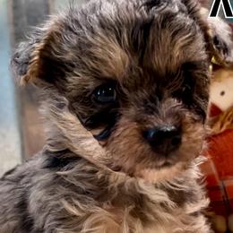 Hazel - Merle Yorkipoo puppy in Canton, Texas from X-F Kennels