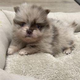 Cookie - Lavender female Pomeranian puppy in California from Pawsh Poms
