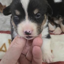 Logan - Black and tan male Pembroke Welsh Corgi puppy in Chariton, Iowa from Kickin It Acres BCs
