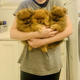 Pomeranian Puppies from Halo Poms