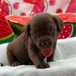Dark pink - Chocolate female Labrador Retriever puppy in Heath Springs, South Carolina from Rich Hill Retrievers