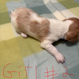 Girl 2 - Cream female Dachshund puppy in Lexington, Tennessee from Nichols' Miniature Dachshund
