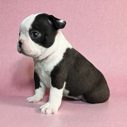 AKC to be determined - Black brindle and white female Boston Terrier puppy in Galena, Kansas from RottNBostons