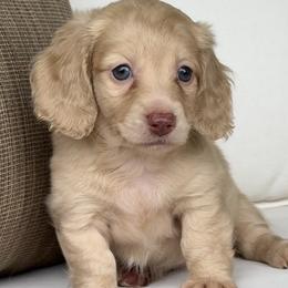 Bella - Cream female Dachshund puppy in Bentonville, Arkansas from Boujee Buns Dachshunds