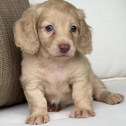 Bella - Cream female Dachshund puppy in Bentonville, Arkansas from Boujee Buns Dachshunds