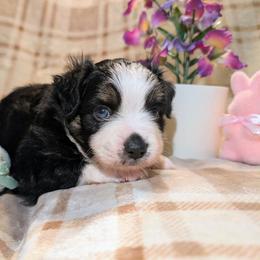 Cobain - Black tri male Toy Australian Shepherd puppy in Shepherd, Texas from GAMALA Farm & Kennels
