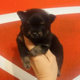 Chalupa - Black and tan male Pomeranian puppy in Buck Valley, Pennsylvania from Buck Valley Pomeranians