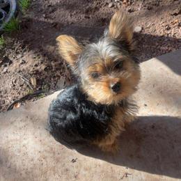 Spice - Blue and gold female Yorkshire Terrier puppy in Payson, Arizona from Desert skyes weims