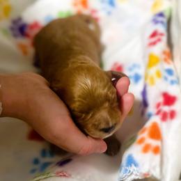 Goldendoodle Puppies from Mini Goldendoodles