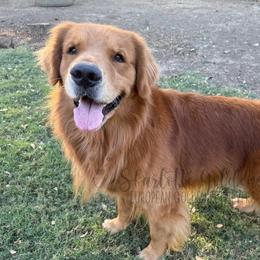 Diffie - Golden Retriever