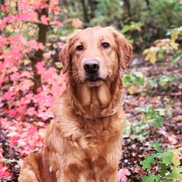 Rivendell - Golden Retriever