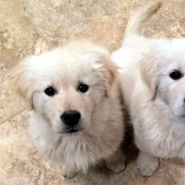 Golden Retriever Puppies from Costadoro Golden Retrievers