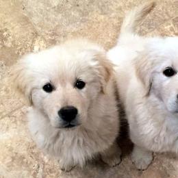 Golden Retriever Puppies from Costadoro Golden Retrievers