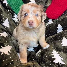 Sally - Red merle female Australian Shepherd puppy in Roy, Utah from Sage House Pups