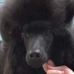 Poodles from Park Vista Standard Poodles