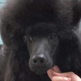Poodles from Park Vista Standard Poodles