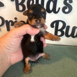 Eden - Black and tan female Yorkshire Terrier puppy in Clermont, Florida from Bella's Prissy Butts