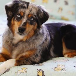 CHILI - Miniature Australian Shepherd