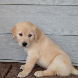 Grasshopper - Golden male Golden Retriever puppy in Lakeside, Arizona from Tall Pines Goldens