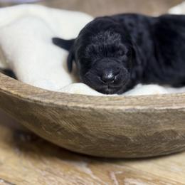 Ruby - Black female Bernedoodle puppy in Bellevue, Iowa from Blended Acres & Kennels