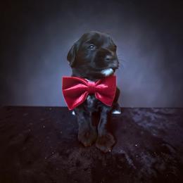 Luxe - Black male Goldendoodle puppy in Pine Grove, California from Lundee Doodles
