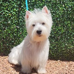 Sammy - West Highland White Terrier
