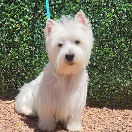 Sammy - West Highland White Terrier