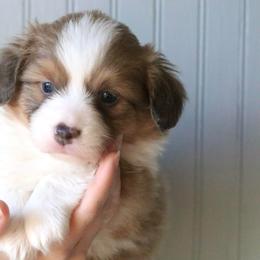 Swift (Monster Truck) - Sable male Pembroke Welsh Corgi puppy in Fayetteville, Arkansas from Intergalactic Corgis