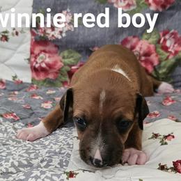 Boy 2 - Red male Italian Greyhound puppy in Phillips, Maine from Maplewood Italian Greyhounds