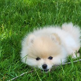 Pomeranian and Pomsky Puppies from High Quality Pomeranians
