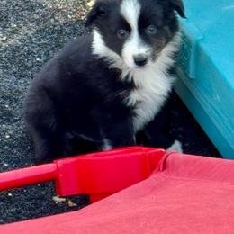 Black bi male - Black & white male Miniature Australian Shepherd puppy in Lemon Cove, California from Magic Ranch Mini Aussies