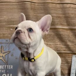 French Bulldog puppies from Amanda Castillo's Frenchies