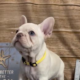 French Bulldog puppies from Amanda Castillo's Frenchies