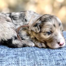 Pecan - Brown Boy - Blue merle male Bernedoodle puppy in Highland, Utah from Angel Pups Deluxe