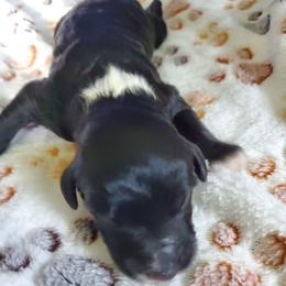 Poppy - Black and white female Sheepadoodle puppy in Bellevue, Iowa from Fluffy Wonders Poms and Doodles