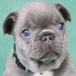 Buddy - Tricolors male French Bulldog puppy in Punta Gorda, Florida from Mingan French Bulldog