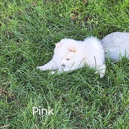 Pink - White female Pomsky puppy in Blackfoot, Idaho from Snake River Pomskys